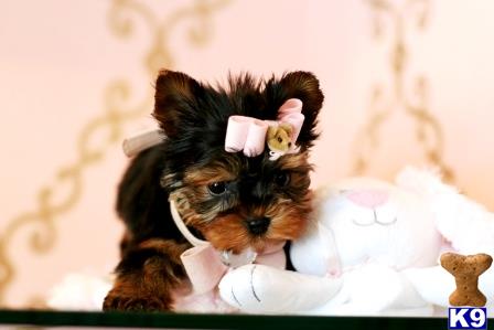 gpupies20 Picture 2